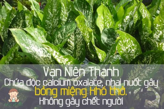 cây xanh độc đối với trẻ em