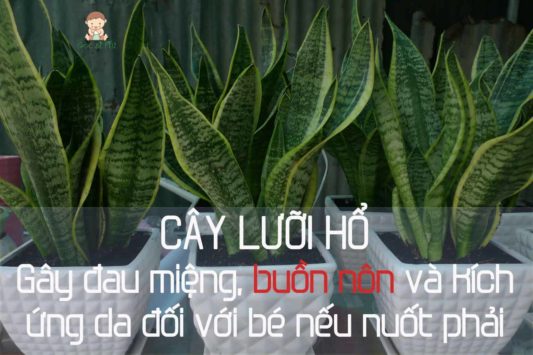 Cây cảnh mà trẻ em phải tránh xa