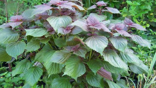 tác dụng của lá tía tô với trẻ sơ sinh