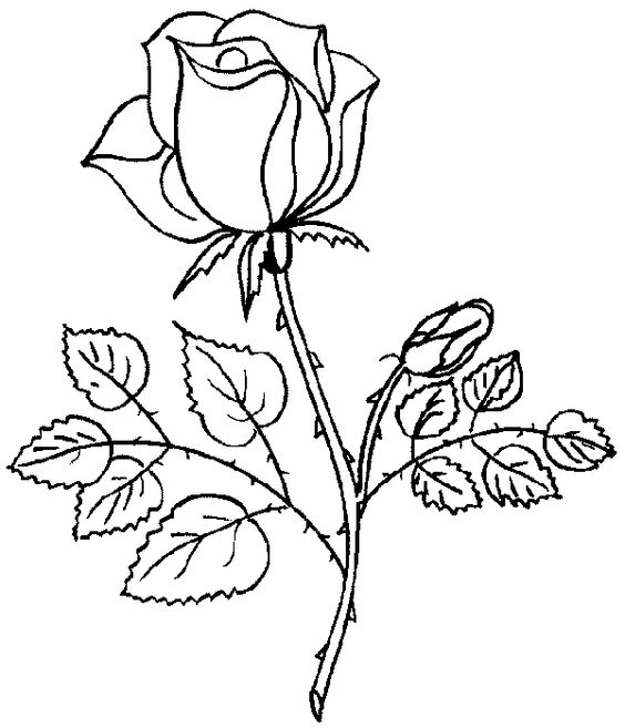VẼ HOA HỒNG ĐƠN GIẢN NHẤTHow to Draw a Rose and add color Super EASY Realistic YouTube